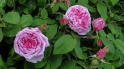 Capitaine Williams rose photo