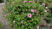 Capitaine Williams rose photo
