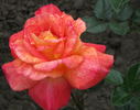 Soyouz rose photo