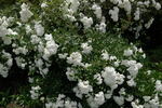 Alba Meillandina ® rose photo