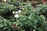 Ginrei rose photo