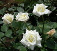 Ginrei rose photo
