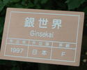 Ginseikei rose photo
