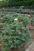 Ginseikei rose photo