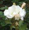 Ginseikei rose photo