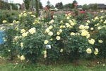 Graceland rose photo