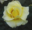 Graceland rose photo