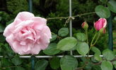 Hagoromo rose photo