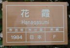 Hanagasumi rose photo