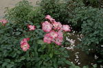 Hanagasumi rose photo
