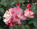 Hanagasumi rose photo