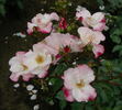 Hanagasumi rose photo