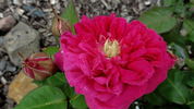 William Jesse rose photo