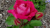 William Jesse rose photo