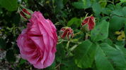 Charles Lawson rose photo