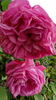 Charles Lawson rose photo