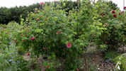 Charles Lawson rose photo