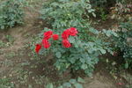 Hanakago rose photo