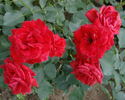 Hanakago rose photo