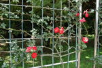 Wave of Flame rose photo