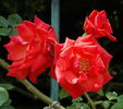 Wave of Flame rose photo