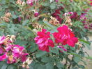 Rosa rugosa 'Scarlet' rose photo