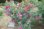 Rosa rugosa 'Scarlet' rose photo