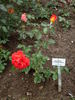 Kontrast rose photo