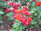 Kosmos rose photo