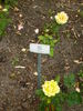 Akzent rose photo