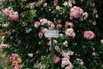 Sakura-Gasumi rose photo