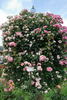 Sakura-Gasumi rose photo