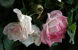 Sakura-Gasumi rose photo