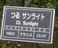 Sunlight, Cl. rose photo
