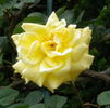 Sunlight, Cl. rose photo