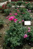 Urara rose photo