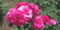 Urara rose photo