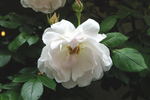 Lucetta rose photo