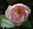 Lucetta rose photo
