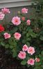 Flawless ™ rose photo