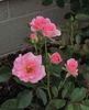 Flawless ™ rose photo