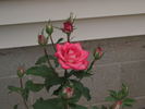 Renegade rose photo