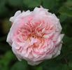 Orsola Spinola ® rose photo