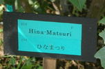 Hina-Matsuri rose photo