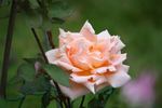 California (hybrid tea, Howard rose photo