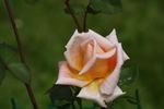 California (hybrid tea, Howard rose photo
