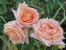 ARC Angel rose photo
