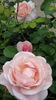 Lucetta rose photo