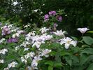 Huldine clematis photo