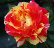 Rosita Missoni ® rose photo